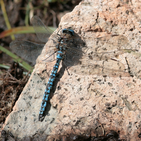 Ricordi d''estate..Aeshna caerulea